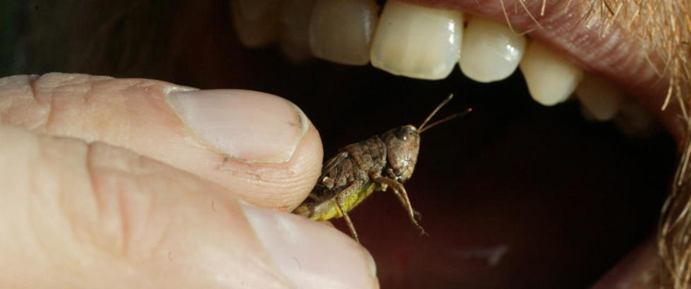 - Spis mer insekter