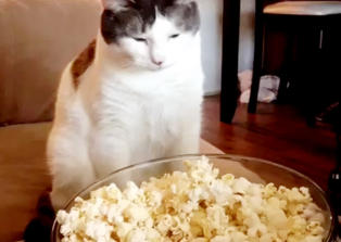 Katten Duke stapper gjerne hodet i popcornbollen