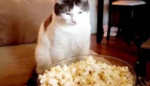 Katten Duke stapper gjerne hodet i popcornbollen