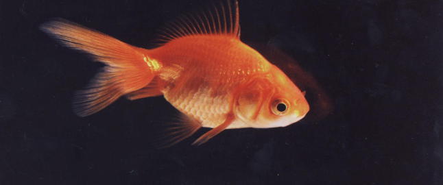 Fremmede fiskearter invaderer Norge