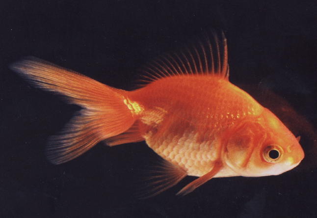 Fremmede fiskearter invaderer Norge
