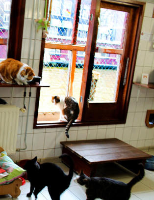 Husbåten med hjemløse katter har blitt byens særeste turistattraksjon