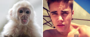 Bieber sviktet apen sin