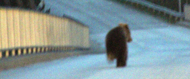 - Bj�rnen var bare 5-10 meter unna bebyggelsen