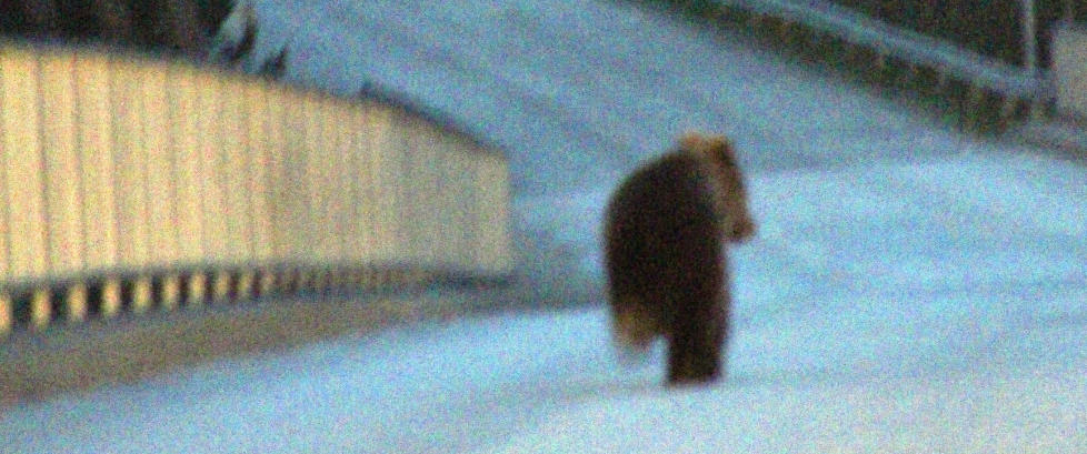 - Bjørnen var bare 5-10 meter unna bebyggelsen