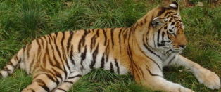 Dyrepasser drept av tiger i England