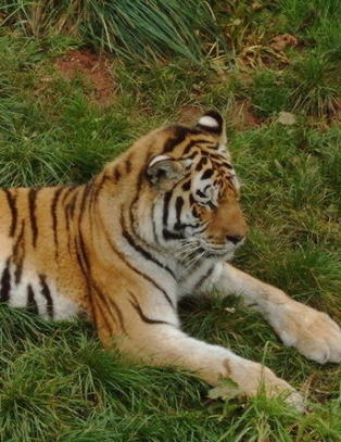 Dyrepasser drept av tiger i England
