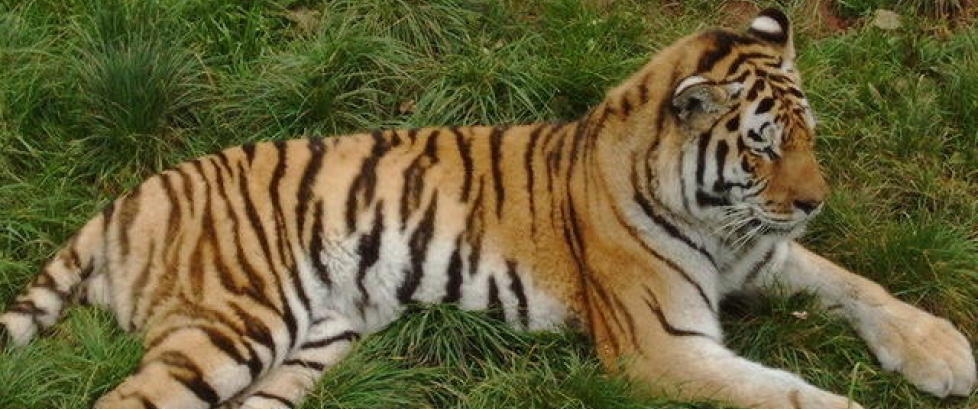 Dyrepasser drept av tiger i England