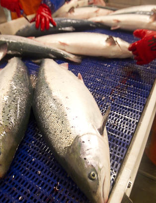 Norge pådriver for å tillate mer gift i laksefôr