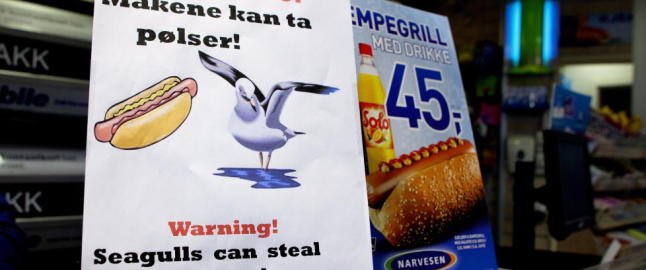 Narvesen skal selge p�lser med krokodillekj�tt - dyrebeskyttelsen reagerer