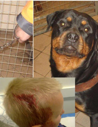 Disse rottweilerne har angrepet to barn på to uker