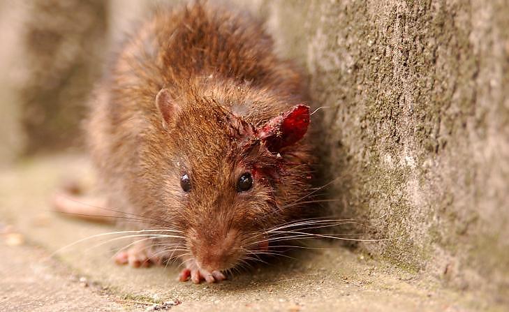 ROTTE: De fleste skadedyrrelaterte behandlinger i norske hjem er knyttet opp mot aktivitet av enten rotter eller mus. Foto: Thinkstock ROTTE: De fleste skadedyrrelaterte behandlinger i norske hjem er knyttet opp mot aktivitet av enten rotter eller mus. Foto: Thinkstock