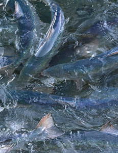 - Norsk laks lures inn i Kina
