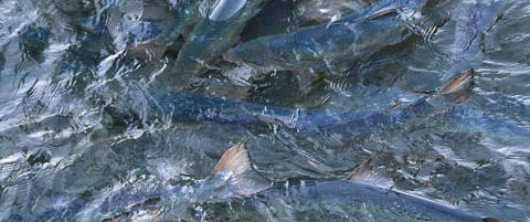 - Norsk laks lures inn i Kina