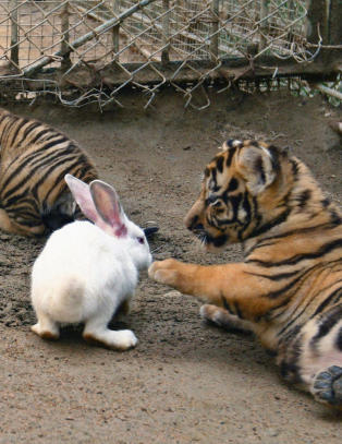 Kanin tester tigernes instinkt
