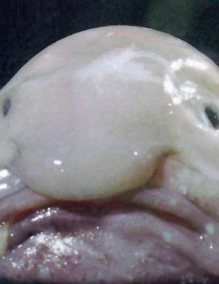 10 000 har stemt: blobfisken er verdens styggeste dyr