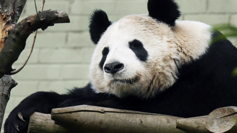 MISTET PANDAUNGER : Kjempepandaen Tian Tian miste pandaungene verden ...