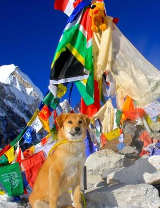 Hunden Rupee gikk opp til Everest