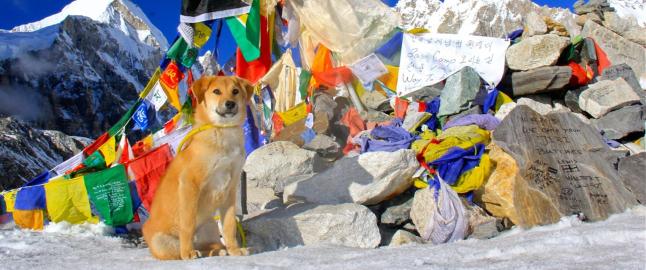 Hunden Rupee gikk opp til Everest
