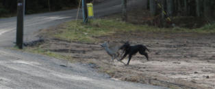 Her løper rådyret for livet fra løpsk hund