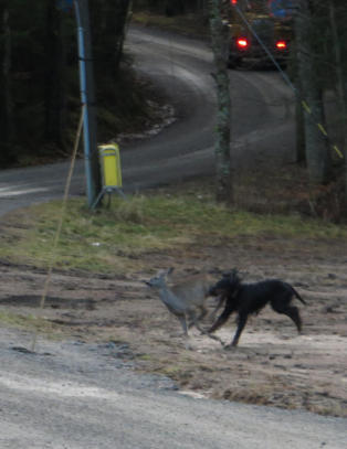 Her løper rådyret for livet fra løpsk hund
