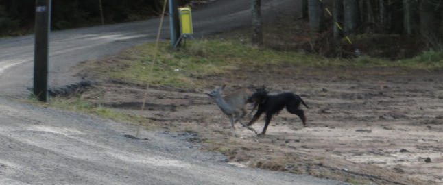 Her løper rådyret for livet fra løpsk hund