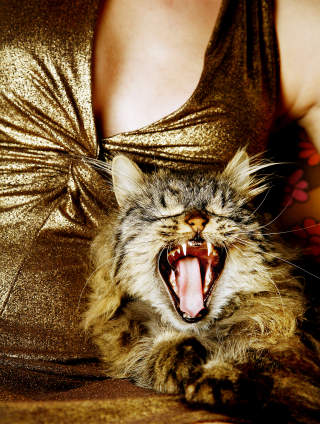 GOD ORIENTERINGSSANS: Det er forsket mye p� kattens innebygde kompass. Foto: Agnete Brun