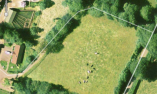 GOOGLE EARTH: Her er det kuer i Somerset i Storbritannia som beiter, med hodet tilsynelatende i mange ulike retninger. Fra: Google Earth