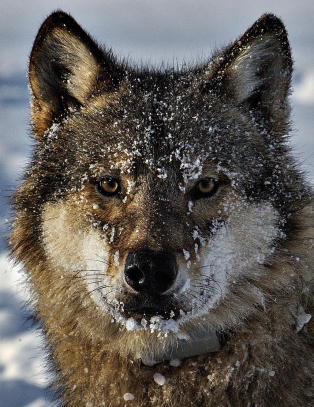 - Disse dyrene hører naturlig hjemme i norsk natur