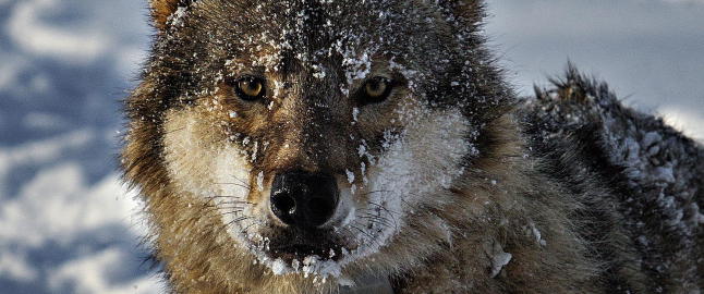 - Disse dyrene hører naturlig hjemme i norsk natur