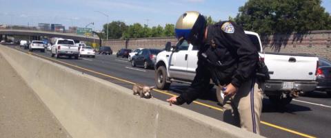 Politiet hylles etter at de reddet en liten chihuahua fra motorveien