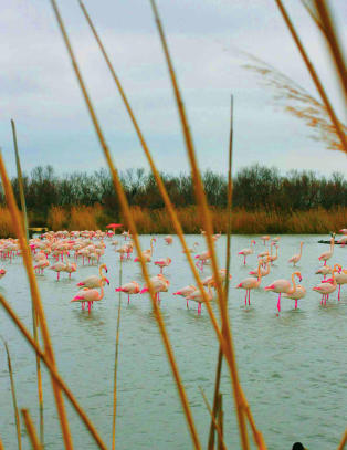 Dette er det eneste stedet i Europa hvor flamingoene parrer seg