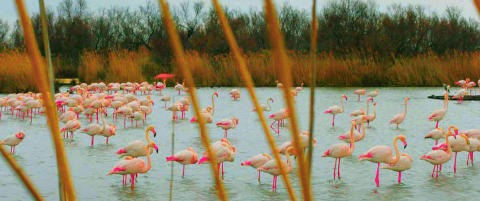 Dette er det eneste stedet i Europa hvor flamingoene parrer seg