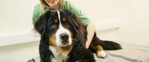 Det du gjør av godhet - blir en katastrofe for hunden din