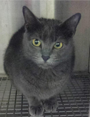 Måtte ringe nødnummeret fordi katten var så sint
