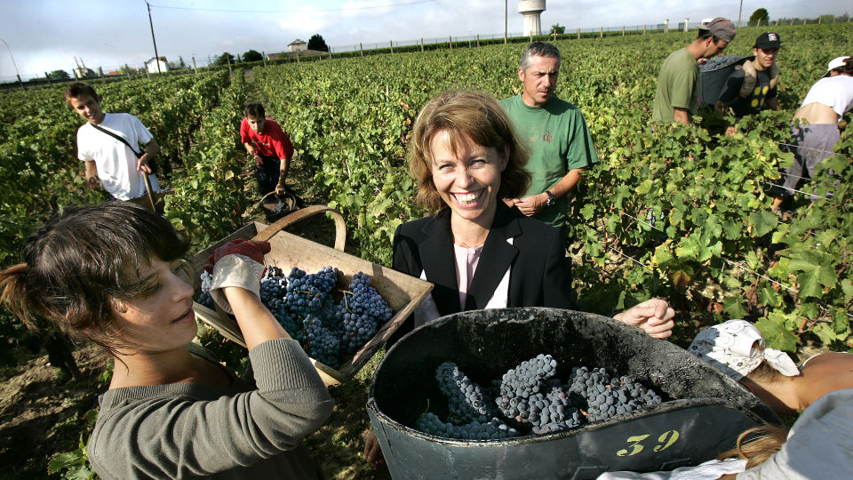 M�YSOMMELIG: P� denne ving�rden til vinslottet Chateau Haut-Brion i Pessac h�stes druene for h�nd. Foto: Geir B�lstad