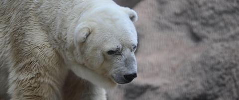 Nesten 400 000 har signert for å flytte «verdens tristeste dyr» fra glovarm dyrepark