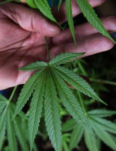 Kan du bli høy på marihuana-aksjer?