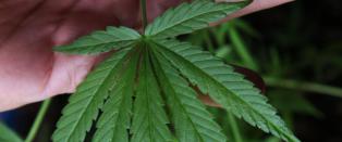 Kan du bli høy på marihuana-aksjer?