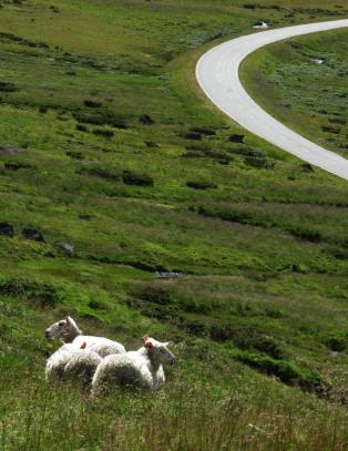 Dyrevelferd: PETA og NOAH har enkle, men ikke gode løsninger