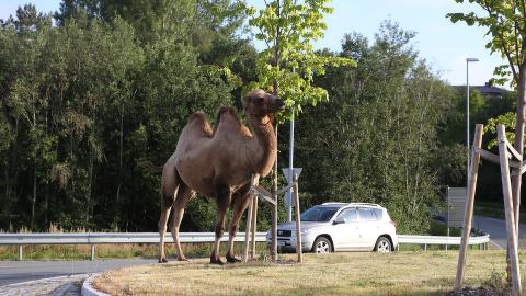 massasje stjørdal chattesider på nett massasje stjørdal chattesider på nett