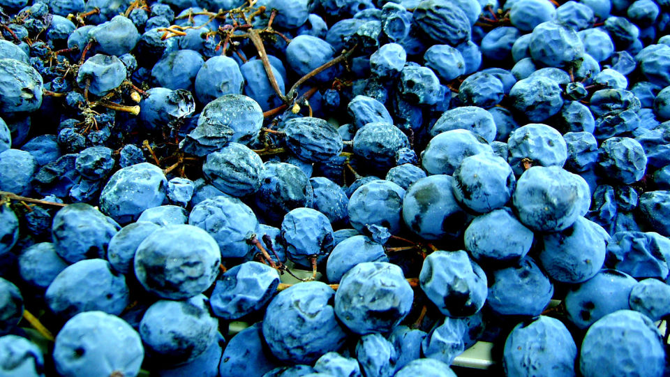R�STOFF FOR GOD VIN: Bl�e t�rkede vindruer fra Piemonte i Italia, hvor de bl.a. lager den meget gode r�dvinen Vigna Ronco Maso. Jo mer sukker man tilsetter, jo h�yere alkoholinnhold. Foto: Scanpix