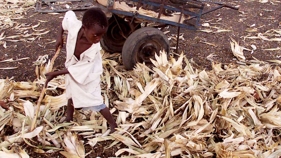 P� JAKT ETTER MAT: Fem �r gamle Mlandela Mukorera leter etter maiskolber blant avfallet  p� Harares matmarked Mbare. Mer enn hvert fjerde barn under fem �r lider av kronisk underern�ring i Zimbabwe.  Foto:Themba Hadebe/AP/SCANPIX