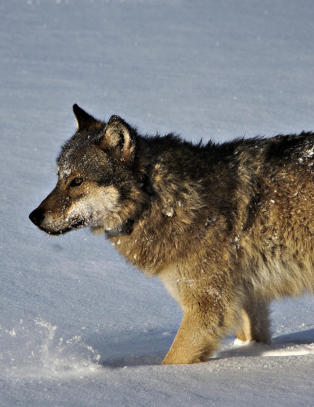 - Et timelangt program der ulven framstilles som et kosedyr