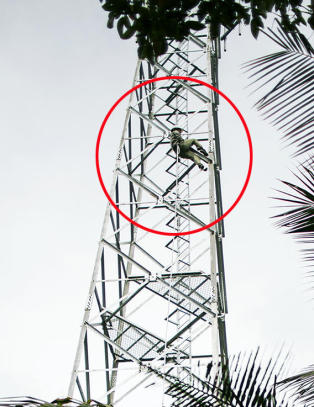 Her klatrer en burmesisk arbeider usikret i 40 meter høy Telenor-mast