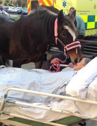 Her tar Sheila (77) et siste farvel med hesten Bronwen (25)