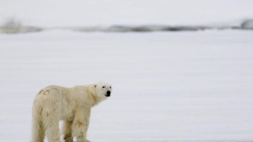 TRUET: Isbj�rnens habitat i Arktis er truet av klimaendringene. Foto: H�kon Mosvold Larsen / SCANPIX