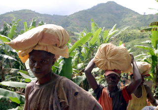 TUNGT OG FARLIG ARBEID: Disse kongolesiske gruvearbeiderne b�rer tungt i gruvebyen Kamituga. Barn og soldater brukes i gruvearbeidet. De f�r ikke alltid betalt. Foto: REUTERS/David Lewis