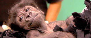 Lille Kamina er oppdratt av mennesker. N� m� hun bli akseptert av gorillaene