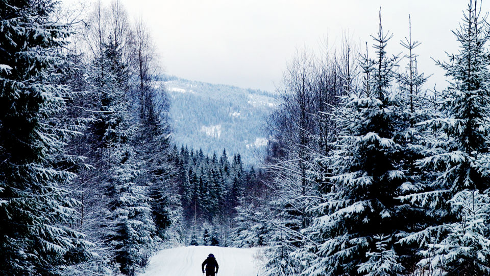 F�R ST� I FRED: Norske grantr�r skal ikke lenger sendes over havet til Skottland for � ende opp i Edinburgh som juletre. Foto: AGNETE BRUN